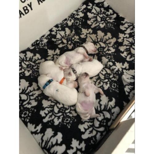 Prachtige raszuivere Maltezer pups
