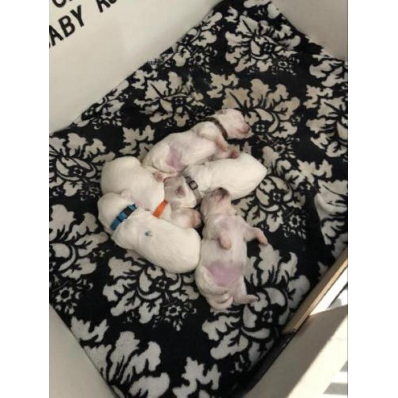 Prachtige raszuivere Maltezer pups