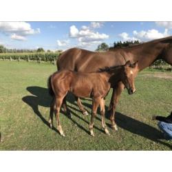 Quarterhorse hengstveulen