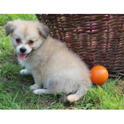 Kruising Dwergkees pups