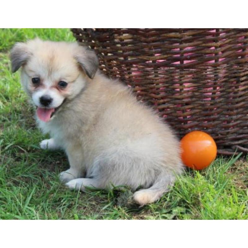 Kruising Dwergkees pups