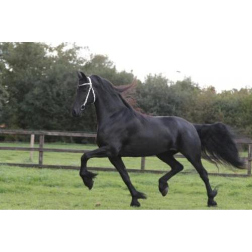 ** Prachtige Friese Eyecatcher **