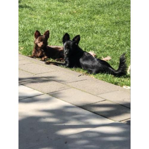 Gave pomchi broertjes!