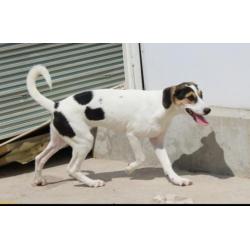 Superleuke pup kr beagle boerenfox