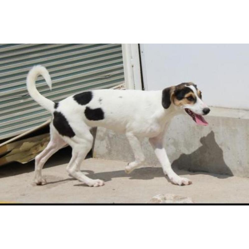 Superleuke pup kr beagle boerenfox