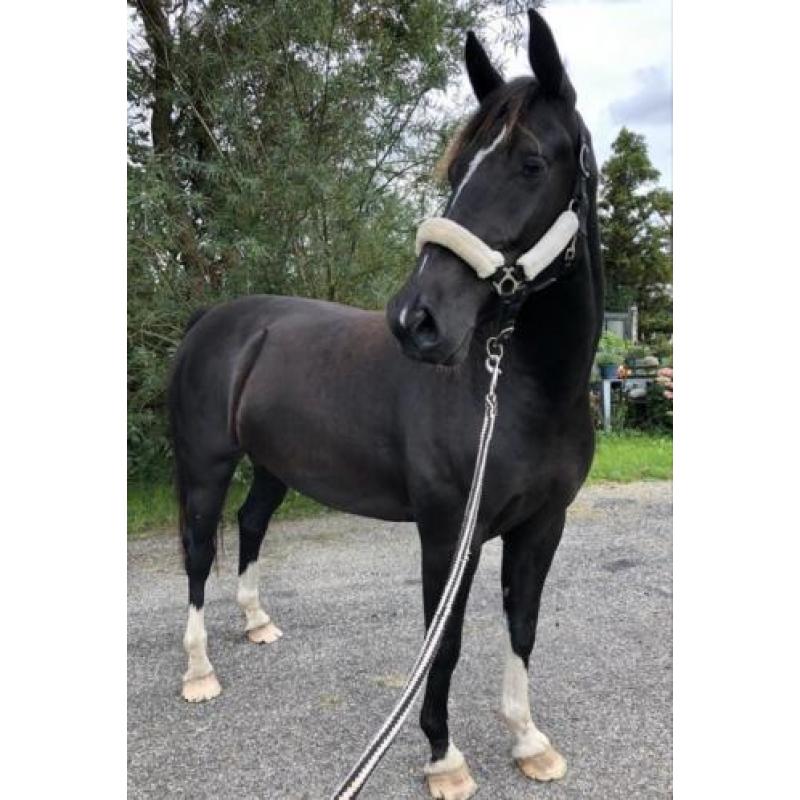 4 jarige zwarte tuigpaard merrie