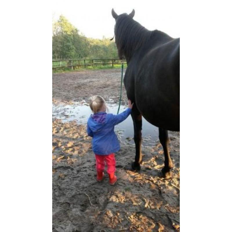 Lieve allround nrps merrie