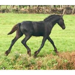 Fries hengst veulen (stamboek)
