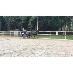 Super brave allround Friese merrie van 10jr te koop!
