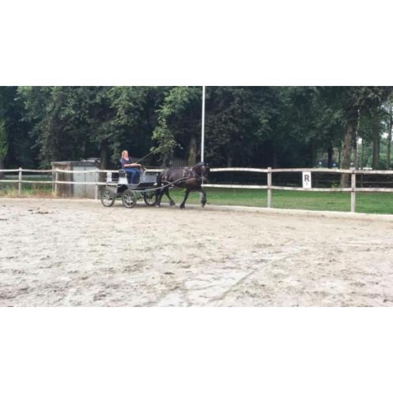 Super brave allround Friese merrie van 10jr te koop!