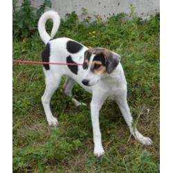 Superleuke pup kr beagle boerenfox