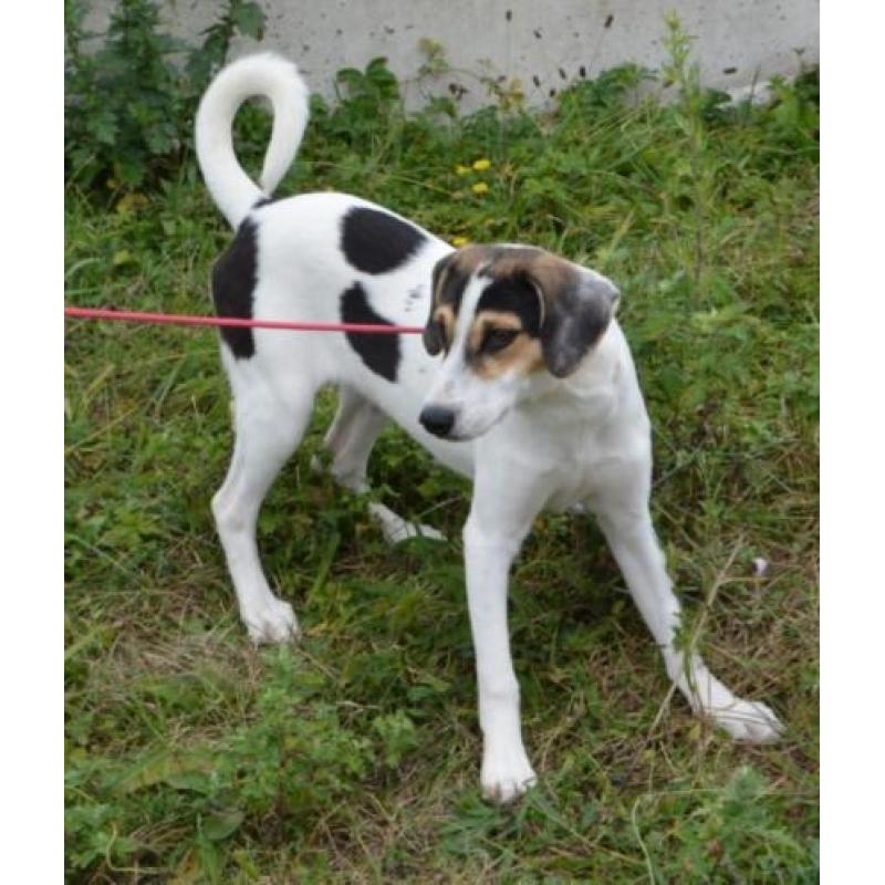 Superleuke pup kr beagle boerenfox