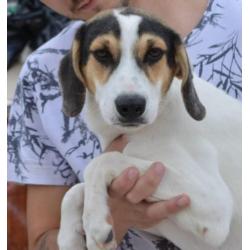 Superleuke pup kr beagle boerenfox
