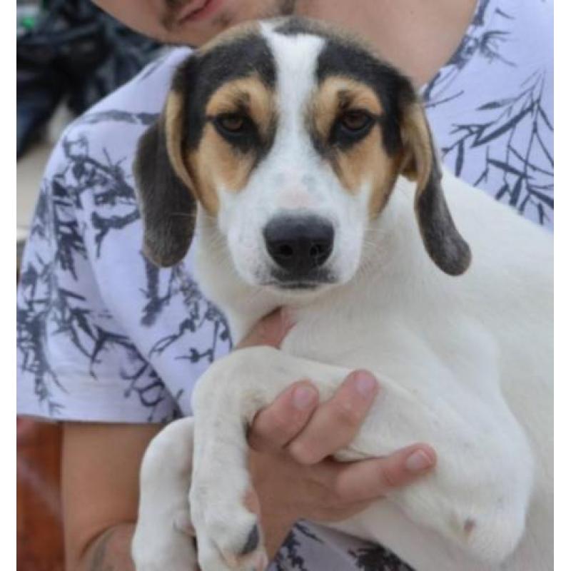 Superleuke pup kr beagle boerenfox