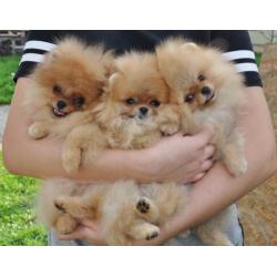 POMERANIAN-BOO-szpic miniaturowy