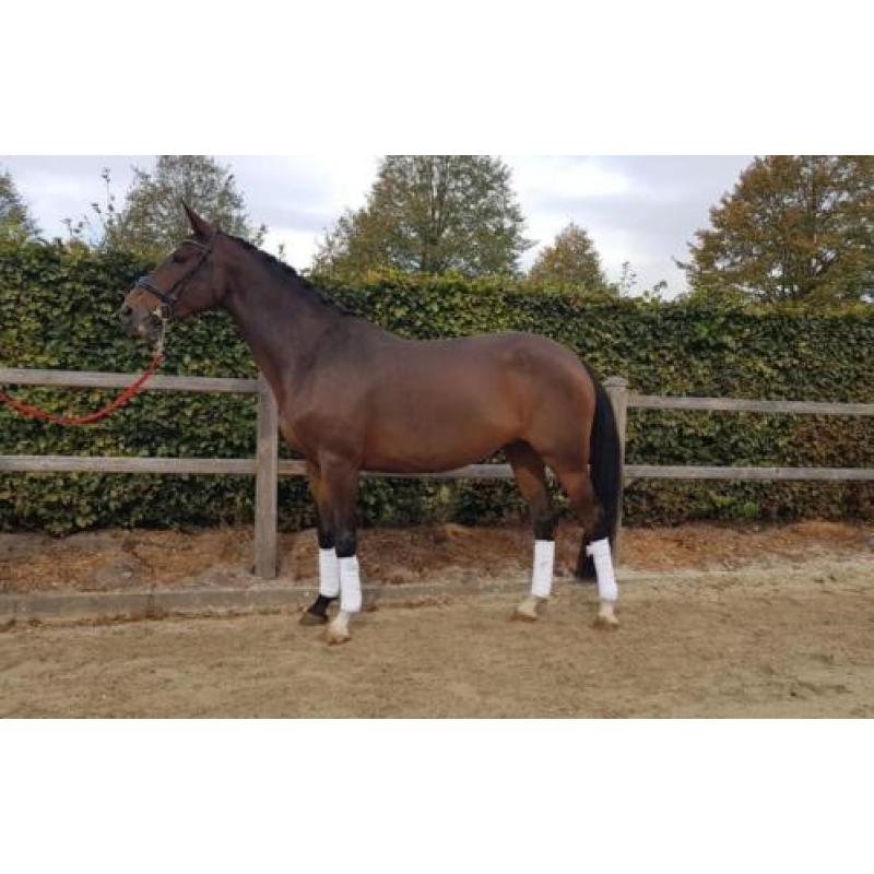 Allround rijpaard of fokmerrie. 8jr.