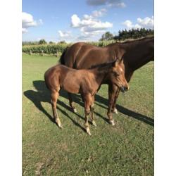 Quarterhorse hengstveulen