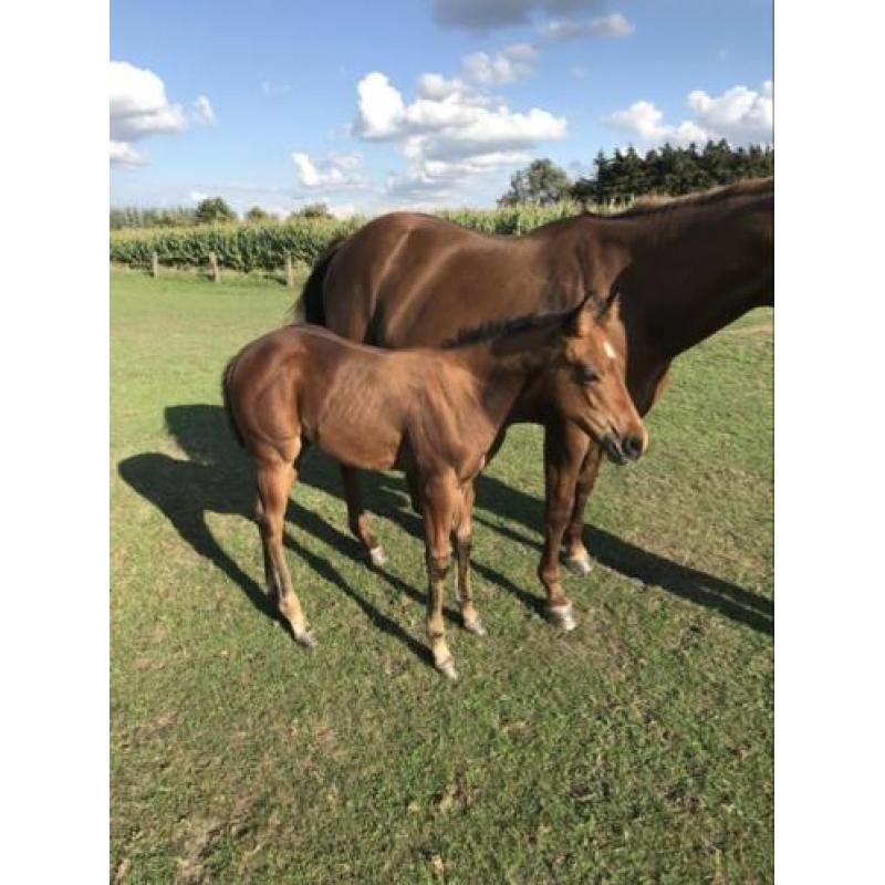 Quarterhorse hengstveulen