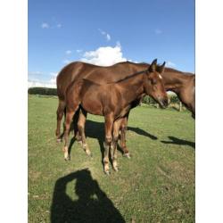 Quarterhorse hengstveulen