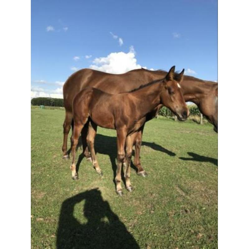 Quarterhorse hengstveulen