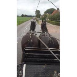 Friese sportgefokte stermerrie en bomproof stamboekmerrie