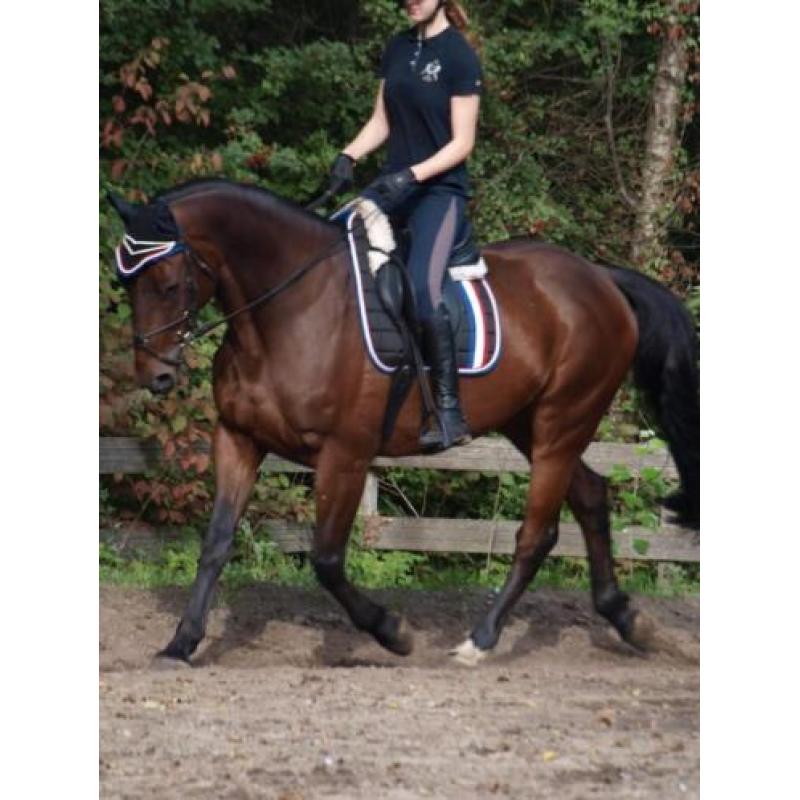 10 jarige BWP Ruin 1.68 - springgefokt