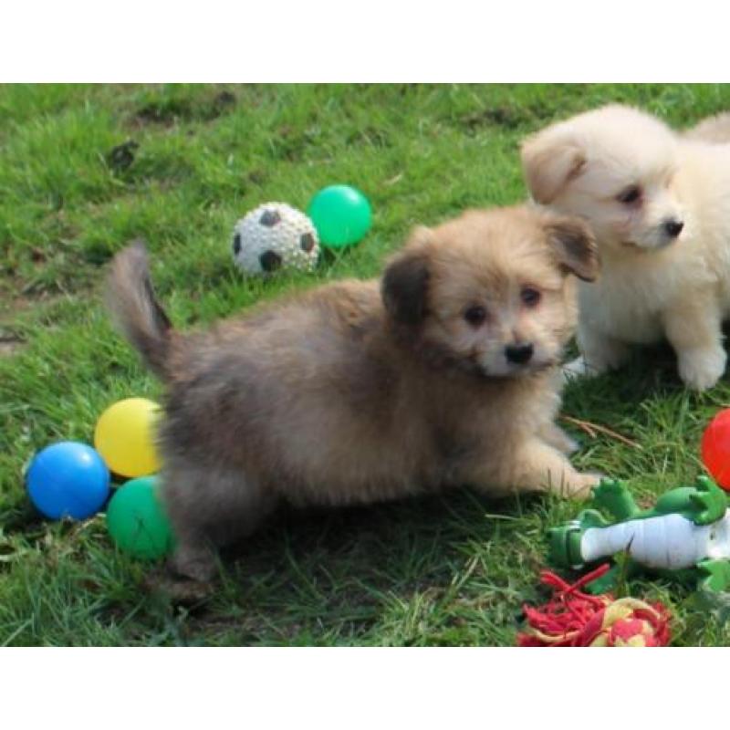 Kruising Dwergkees pups