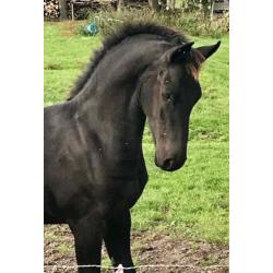 Fries hengst veulen (stamboek)