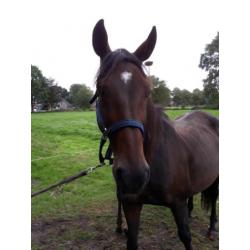 Lieve allround nrps merrie
