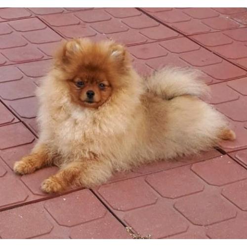 Prachtig Reutje Pomeranian/Pomeriaan/Dwergkeesje/FCI