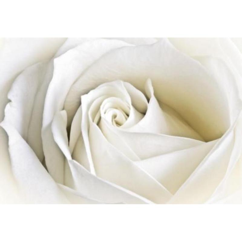 FOTOBEHANG ROZEN-BLOEMEN, VLIES, 4 BANEN, 416 x 254 cm