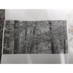 Foto behang Bos/Bomen 3 stuks in panelen