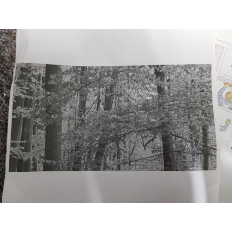 Foto behang Bos/Bomen 3 stuks in panelen